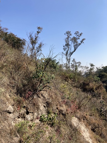 Foto de Rosa-de-pedra