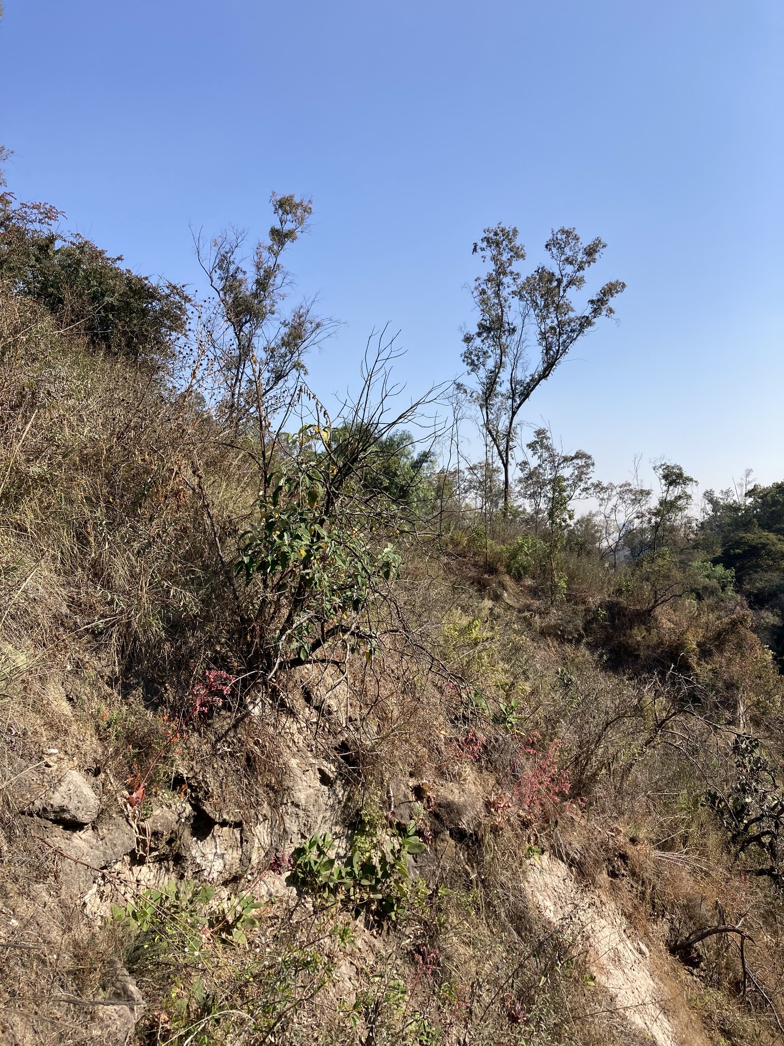 Imagem de Rosa-de-pedra