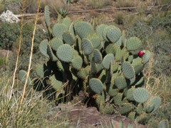 Opuntia chlorotica