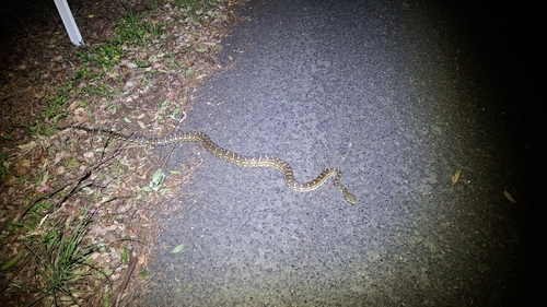 Coastal Carpet Python sighting