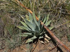 Agave chrysantha