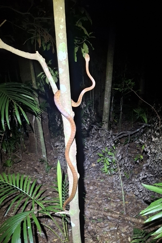 Brown Tree Snake sighting