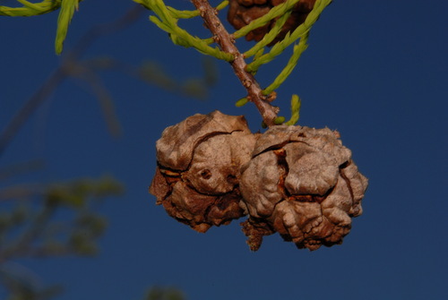 Image of Taxodium ascendens by (c) Brian Finzel, some rights reserved (CC BY-SA)