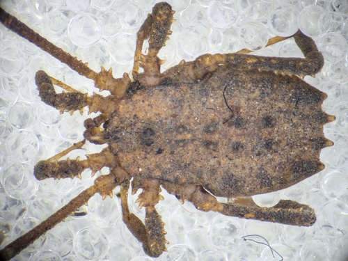 Homalenotus coriaceus