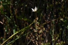 Micranthes bryophora