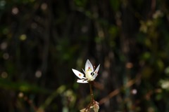 Micranthes bryophora