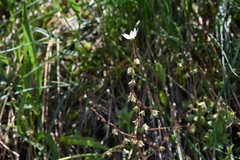 Micranthes bryophora