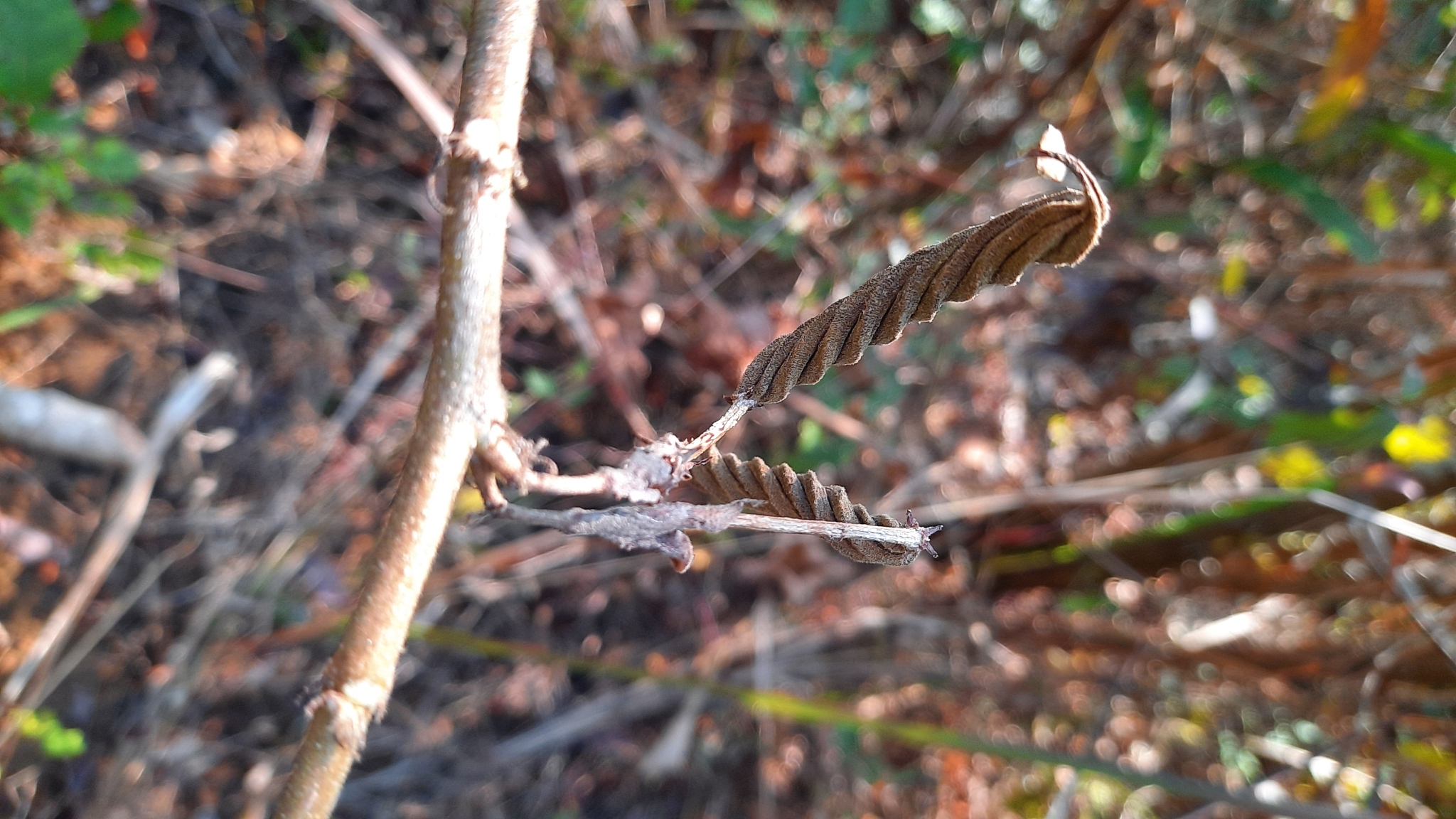 Helicteres isora (Helicteres isora)