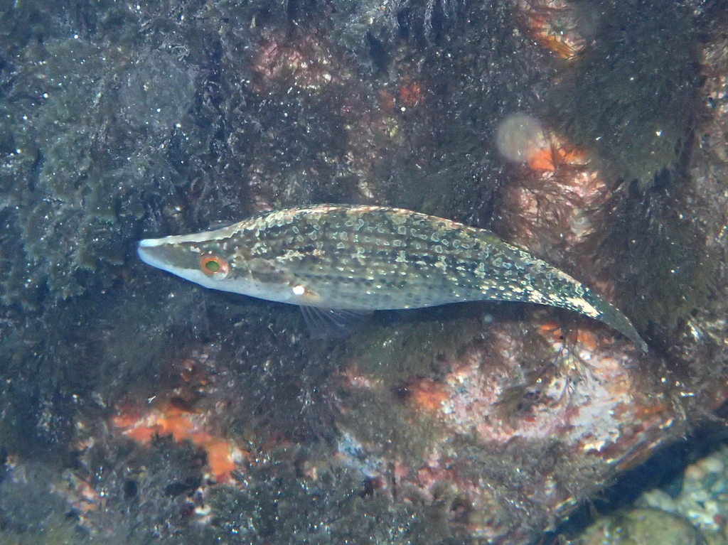 Pointed-snout wrasse