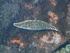 Symphodus rostratus