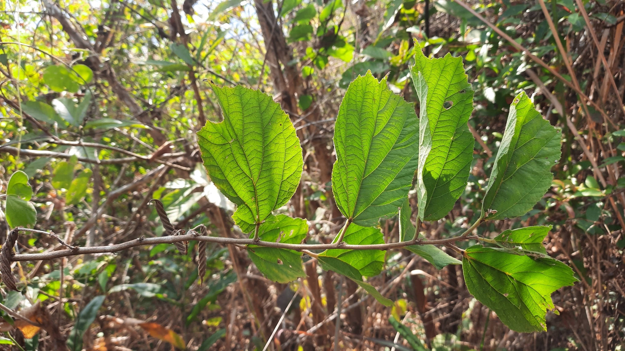Helicteres isora — ảnh 2