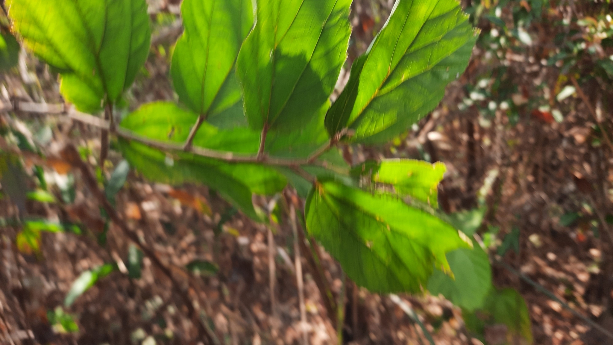 Helicteres isora — ảnh 3