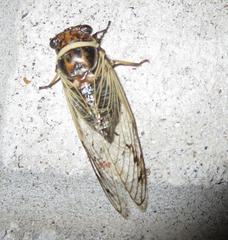 Diceroprocta marevagans