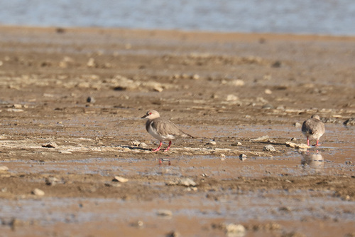 Magellanic Plover (Pluvianellus socialis), photo 4