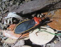 Rhiginia cinctiventris