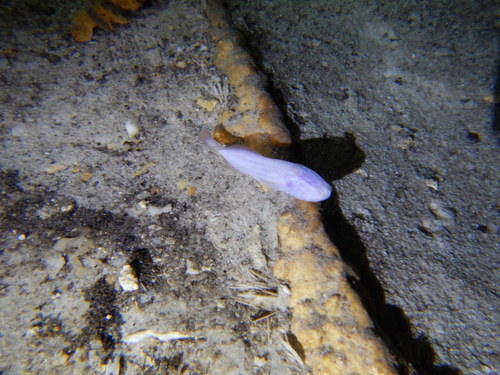 Blind cave brotula (Typhliasina pearsei) — Bythitidae — 5
