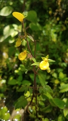 Calceolaria mexicana