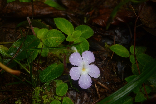 Image of Episcia lilacina by (c) Siddarth Machado, some rights reserved (CC BY)