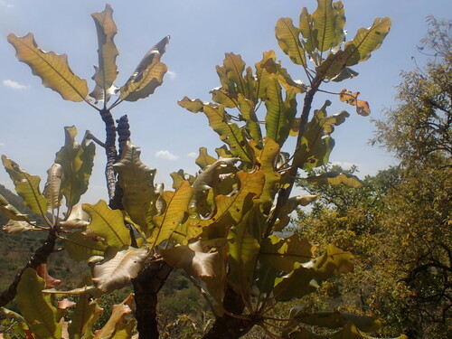 Shea Tree