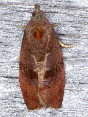Evora hemidesma
