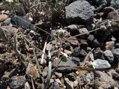 Euphorbia florida