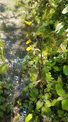 Calceolaria mexicana
