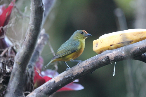 Spot-crowned Euphonia (Euphonia imitans), photo 7