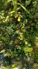 Calceolaria mexicana