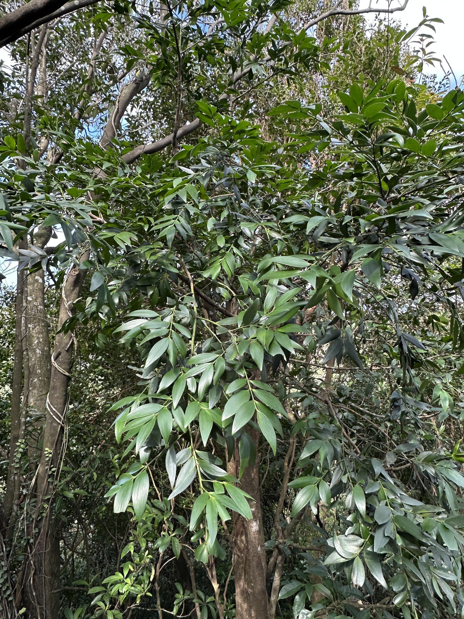 Imagem de Pinheiro-de-buda
