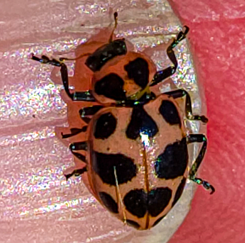 Spotted Pink Lady Beetle, photo 9 of 10