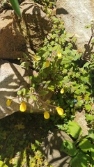 Calceolaria mexicana