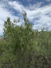 Fraxinus cuspidata