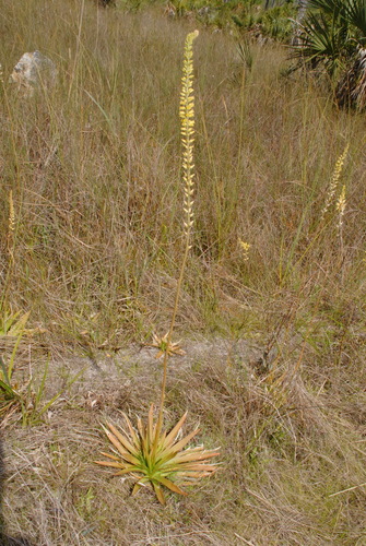 Image of Aletris lutea by (c) Brian Finzel, some rights reserved (CC BY-SA)