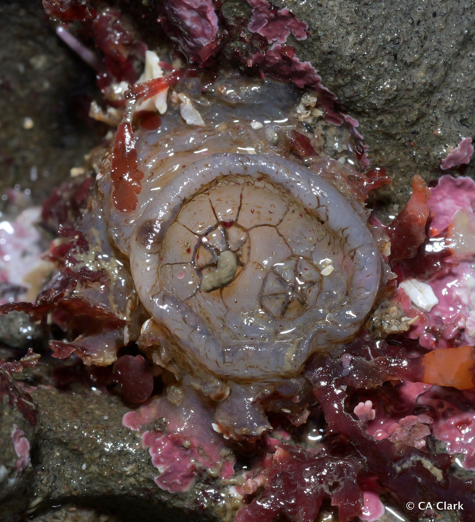 Chelyosoma productum Stimpson, 1864