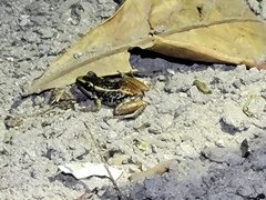 Boca de Yuma Frog photo 4