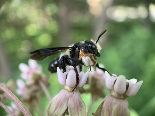 Carpenter-mimic Leafcutter Bee (Megachile xylocopoides), a species recorded in Delaware