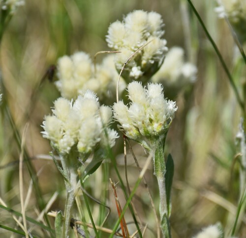 Antennaria microphylla, photograph 3