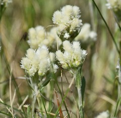 Antennaria microphylla, photograph (c) Eric Lamb, some rights reserved (CC BY)
