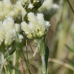 Antennaria microphylla, photograph (c) Eric Lamb, some rights reserved (CC BY)