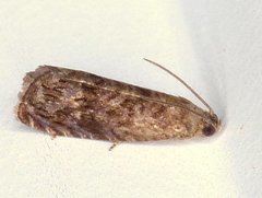 Grapholita packardi
