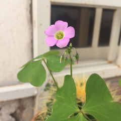Ionoxalis