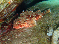 Scorpaena notata