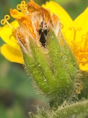 Arnica lonchophylla