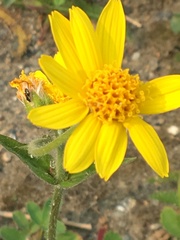 Arnica lonchophylla