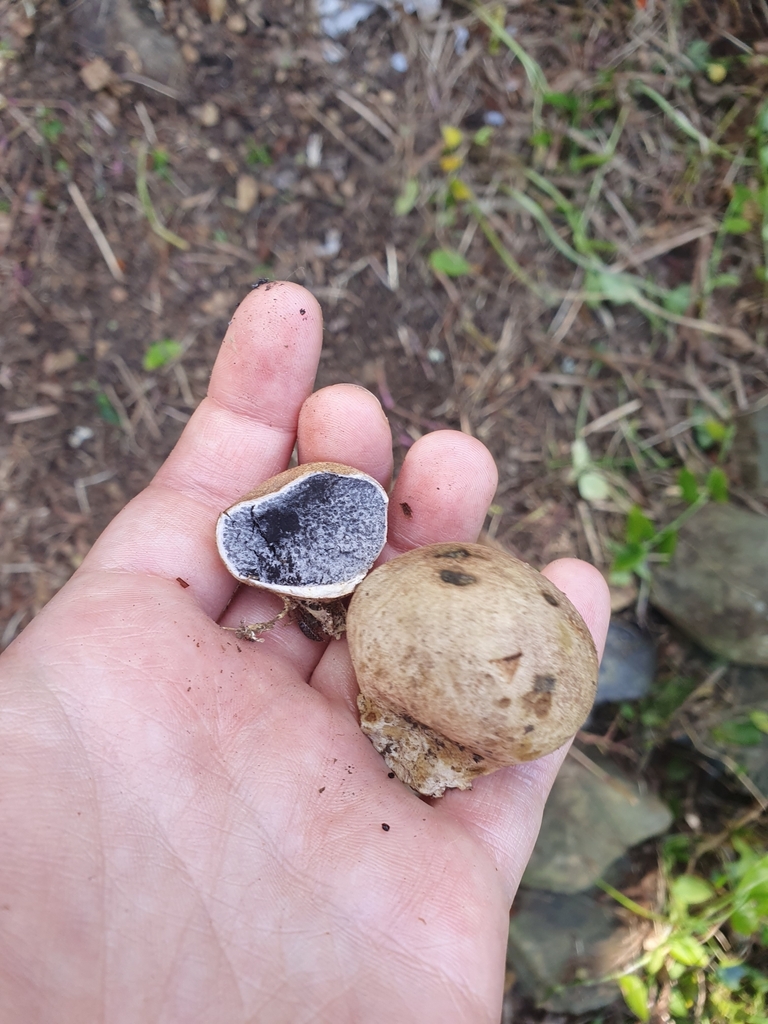 Scleroderma bovista · January 2025 · photo: © chrystal1914 (iNaturalist, cc-by)