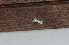 Mesoleuca albicillata