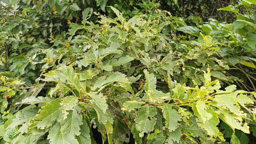 Foto de Cafeeiro-do-mato