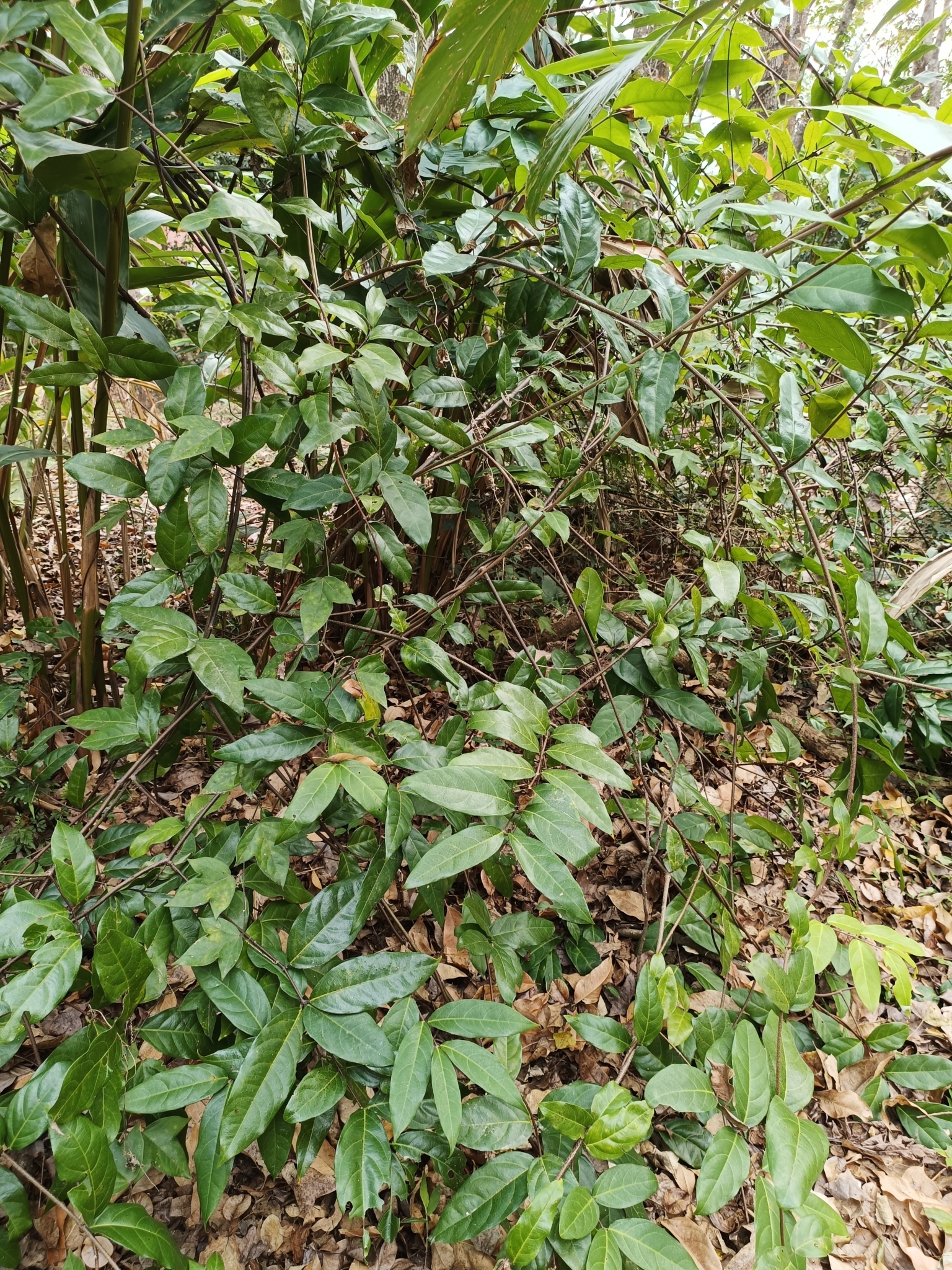 Imagem de Madagascar
