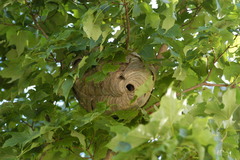 Dolichovespula maculata