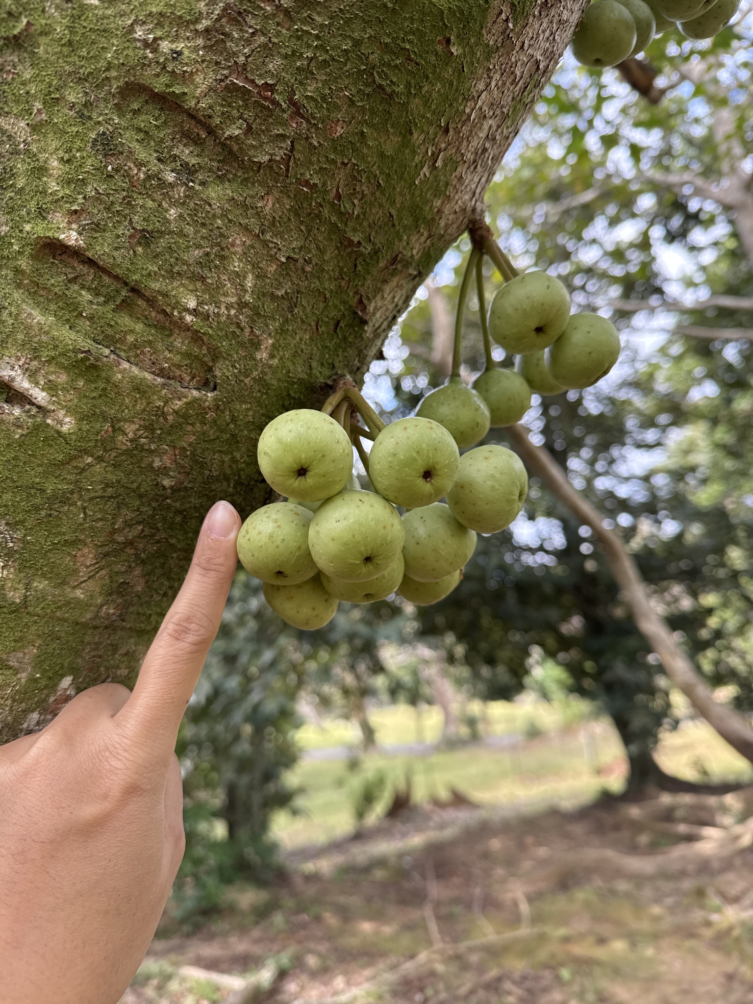 Imagem de Gameleira-branca